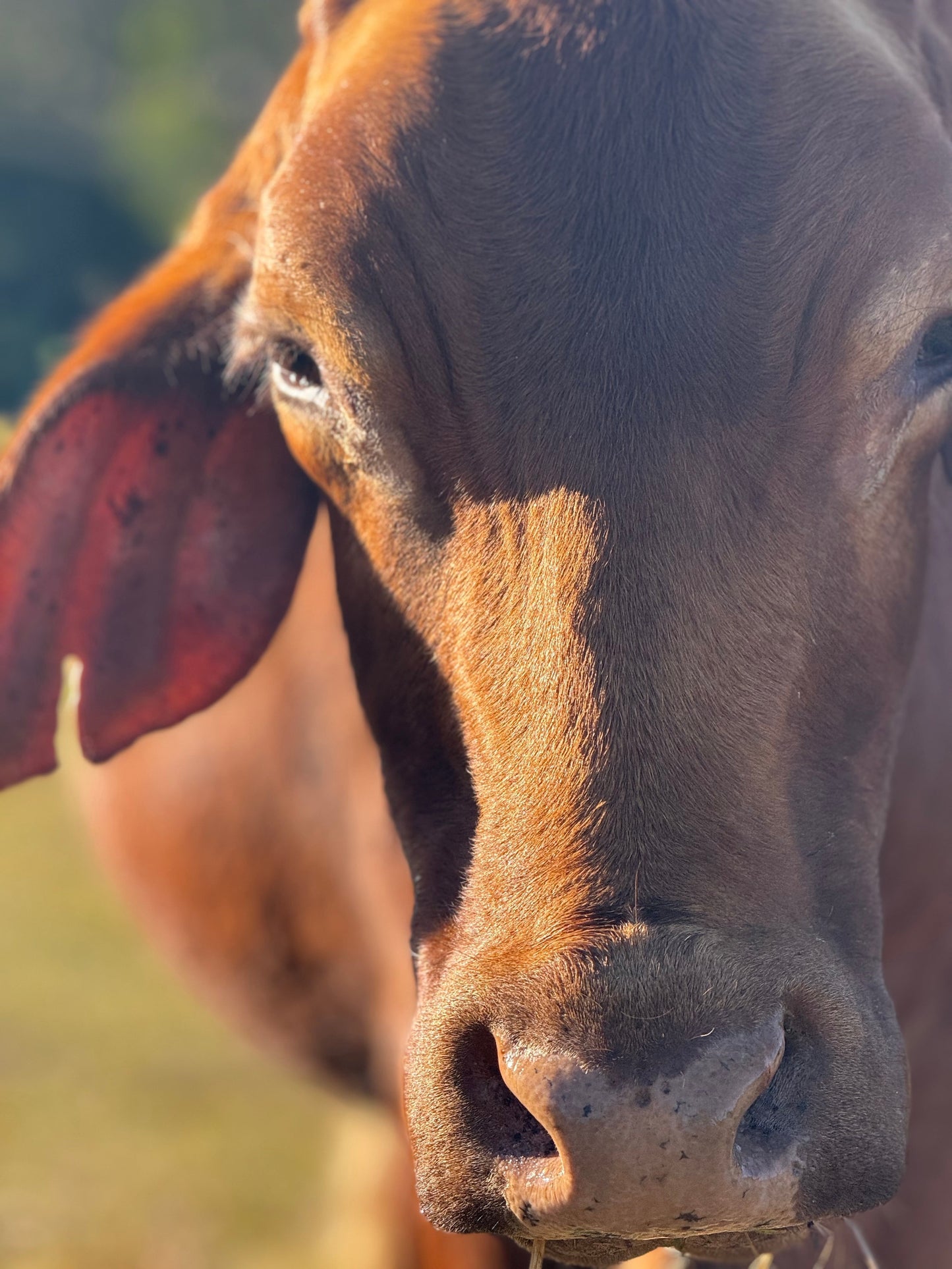 Where does our tallow come from?
